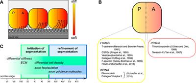 Axons in the Chick Embryo Follow Soft Pathways Through Developing Somite Segments